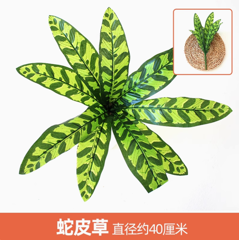 花色 蛇皮草 1 枝