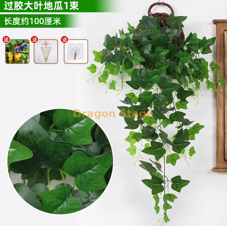 大叶铁丝爬山虎 大叶铁丝爬山虎 （送三角篮）